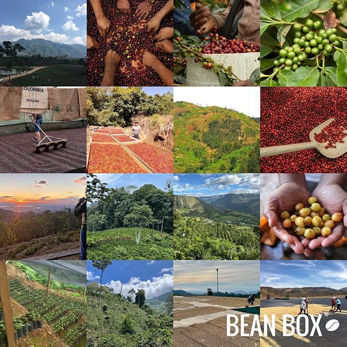Bean Box Coffee Sampler - Curator's Choice, 2-Pack, Freshly Ground, Gourmet Coffee