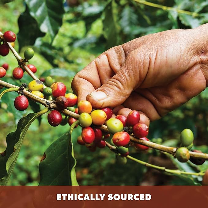 Low Acid Organic Coffee – Whole Bean, Mold-Free & Stomach Friendly by Java Planet, Cinnamon and Vanilla, Medium Dark Roast, Arabica Gourmet Coffee Grade A, Smithsonian Bird Friendly, 1LB Bag