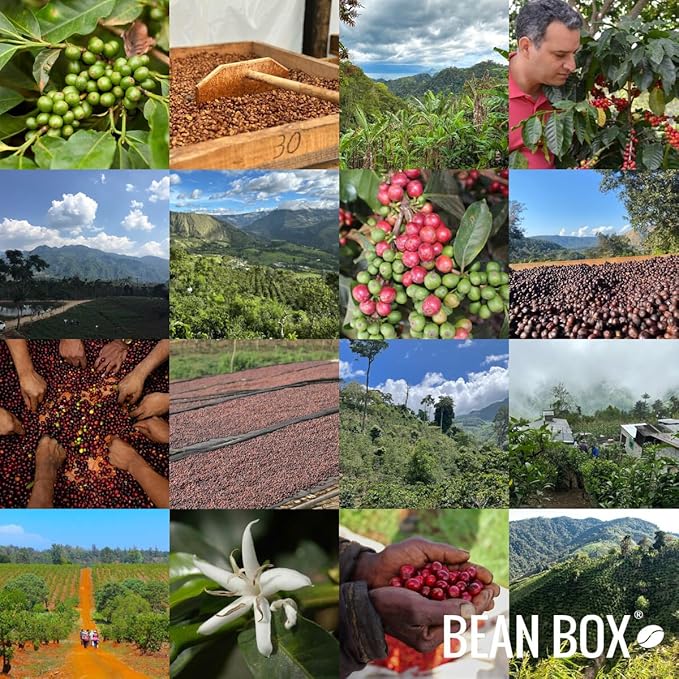 Phantom Limb - Roasted by Huckleberry Roasters - Whole Bean Coffee - 2 Pound Bag