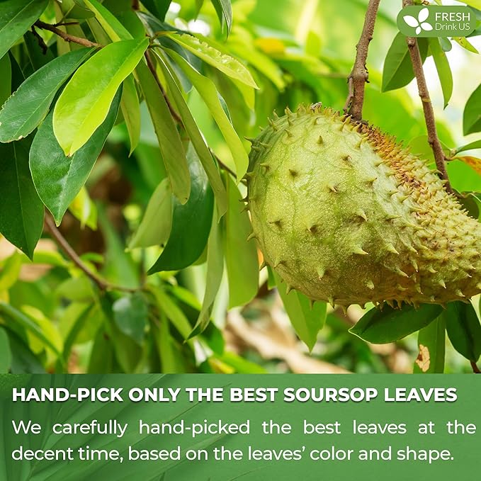 FreshDrinkUS, 150 Premium Soursop Graviola Leaf Tea Bags, 100% Natural and Pure, Hand-made, Made With Natural Materials-Corn Fiber Tea Bag, Sugar/Caffeine/Gluten Free, Hoja Guanabana Tea