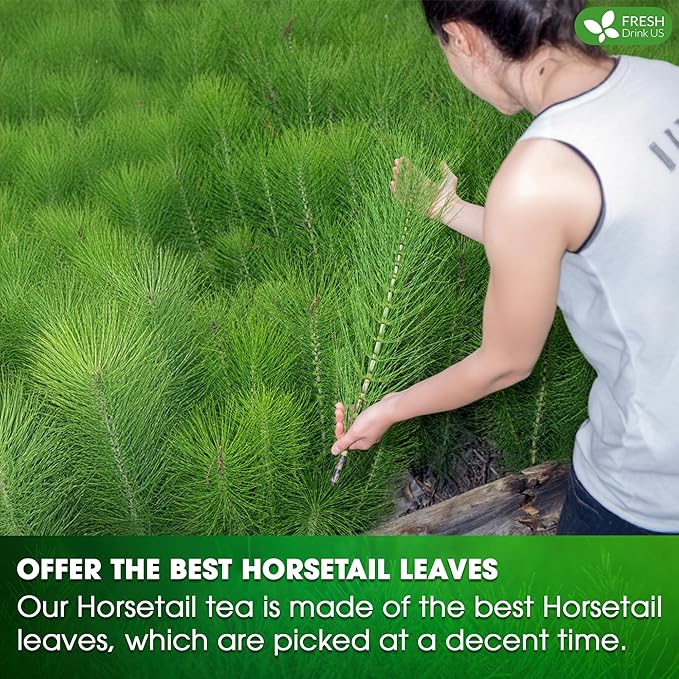 FreshDrinkUS, Premium 15 Horsetail Leaf Tea Bags, 100% Natural & Pure from Horsetail Loose Leaves Herbal Tea. Made with Natural Material Tea Bags. No Sugar, No Caffeine, No Gluten, Vegan.