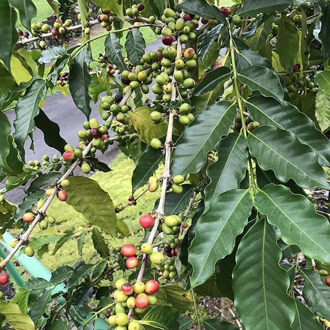 River Moon Coffee, Kona Coffee Whole Bean, Medium Roast, 2 lbs, Kona Waves Hawaiian Blend, Sustainably Farmed, 100% Arabica
